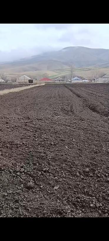 42 sot, Kənd təsərrüfatı, Kupça (Çıxarış) - şəkil 3