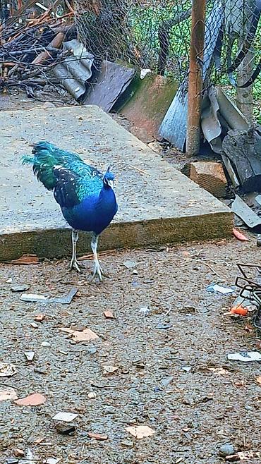 Məhsul: Mavi tovuz quşu (QARA QANAD SORTUDU) Təsvir: - Nadir - şəkil 2