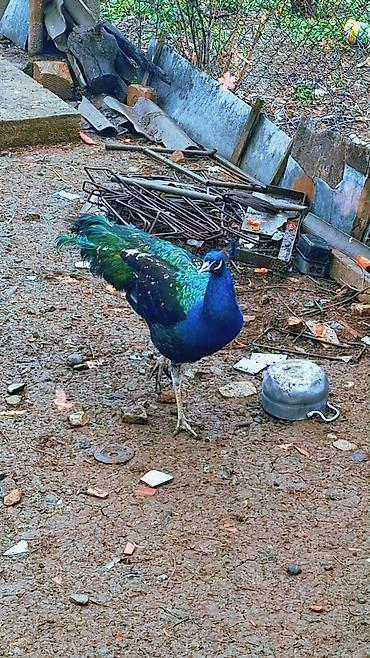 Məhsul: Mavi tovuz quşu (QARA QANAD SORTUDU) Təsvir: - Nadir - şəkil 3