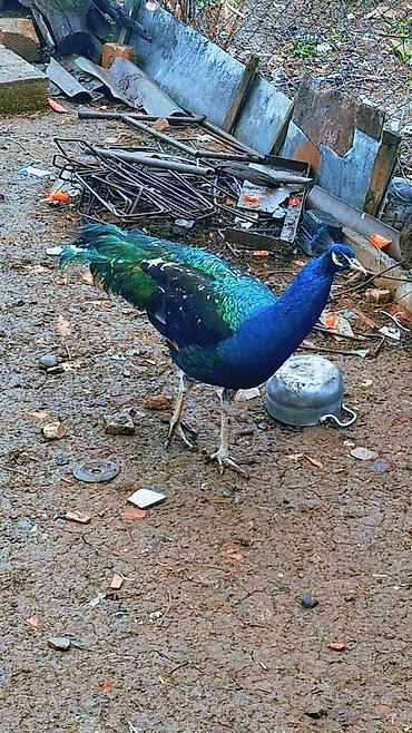 Məhsul: Mavi tovuz quşu (QARA QANAD SORTUDU) Təsvir: - Nadir - şəkil 4