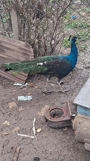 Məhsul: Mavi tovuz quşu (QARA QANAD SORTUDU) Təsvir: - Nadir - şəkil 5