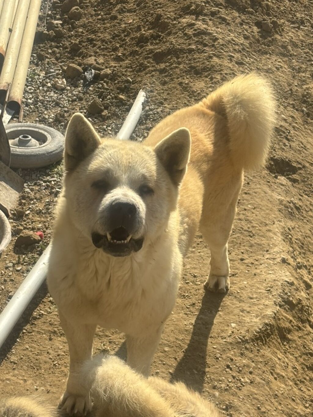 Akita-inu, 6 ay, Erkek