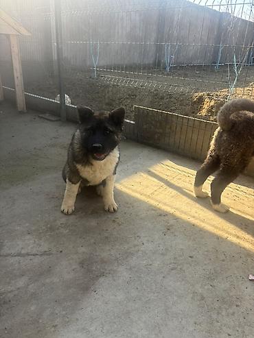 Akita-inu, 6 ay, Erkek - şəkil 3