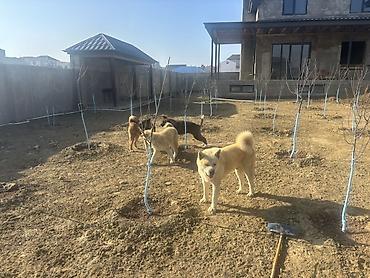 Akita-inu, 6 ay, Erkek - şəkil 4