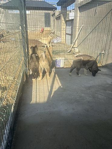 Akita-inu, 6 ay, Erkek - şəkil 5