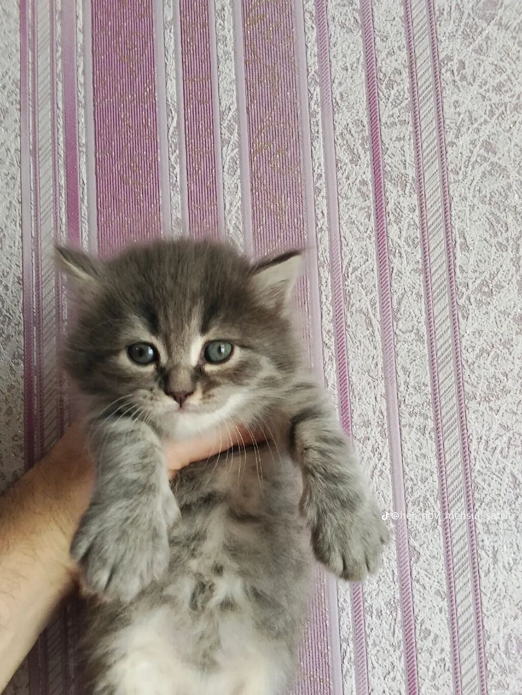 Boz rəngli, tüklü balaca pişik balası - Rəng: Boz-gümüş, sinə və qarın