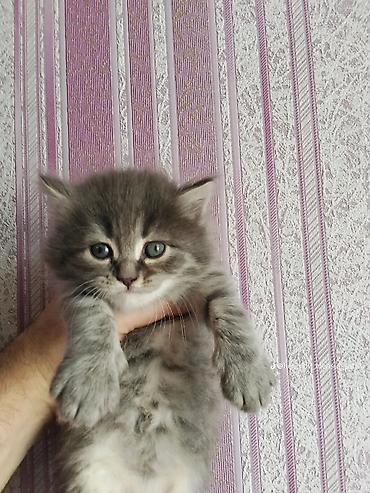 Boz rəngli, tüklü balaca pişik balası - Rəng: Boz-gümüş, sinə və qarın - şəkil 2