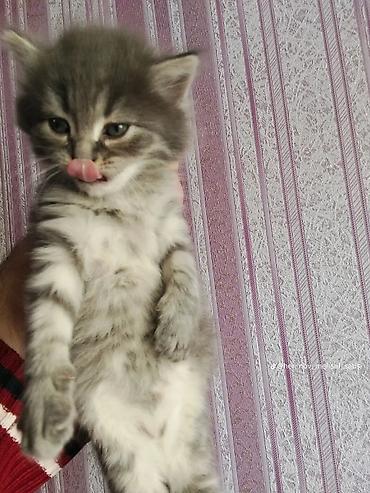 Boz rəngli, tüklü balaca pişik balası - Rəng: Boz-gümüş, sinə və qarın - şəkil 3