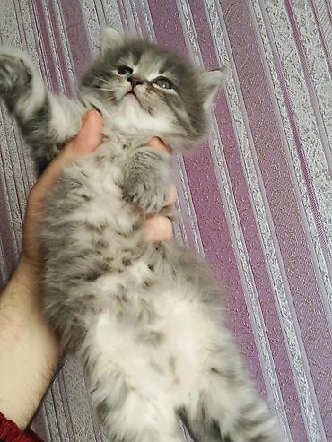 Boz rəngli, tüklü balaca pişik balası - Rəng: Boz-gümüş, sinə və qarın - şəkil 4