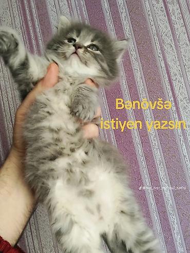 Boz rəngli, tüklü balaca pişik balası - Rəng: Boz-gümüş, sinə və qarın - şəkil 5