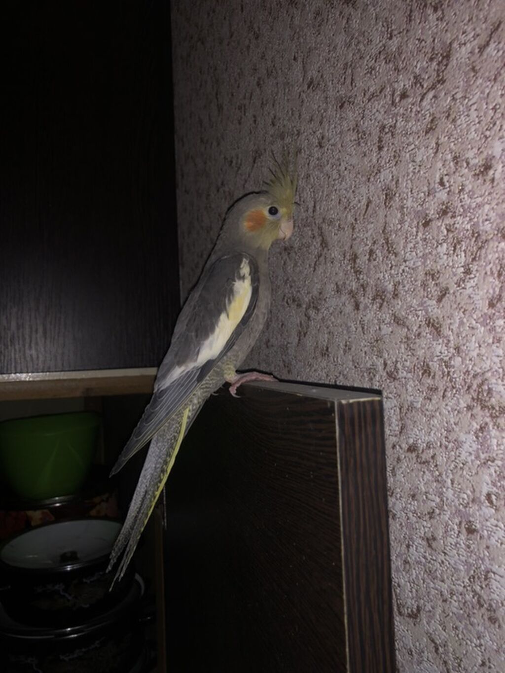 Nimfa tutuquşu (Cockatiel) - Növ: Nimfa tutuquşu, boz-qəhvəyi ləkəli