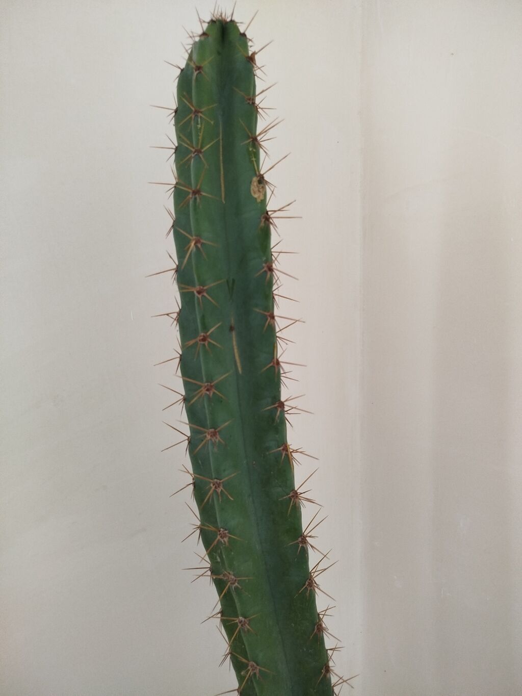Uzun sütunvari kaktus (sütun kaktusu) – dekorativ, tikanlı, yaşıl