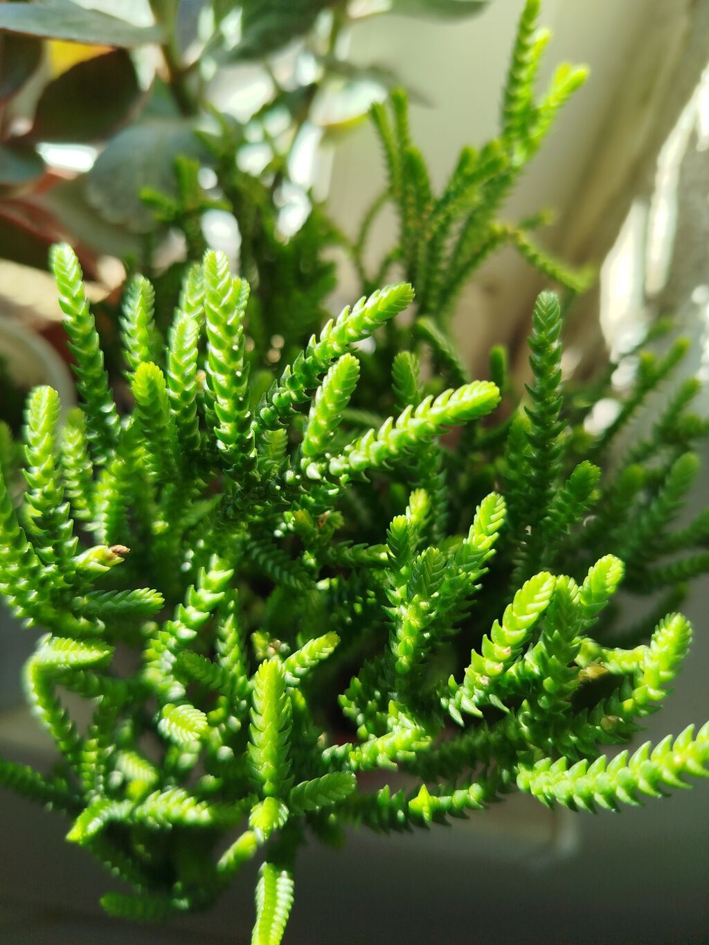 Otaq bitkisi – sukulent tipli, sıx budaqlı, parlaq yaşıl iynəvari