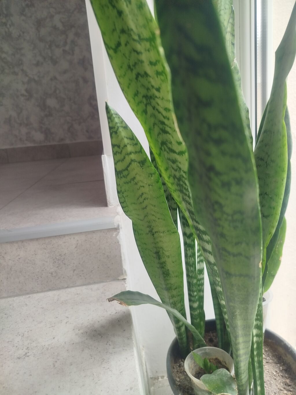 Daxili və balkon yaşıllaşdırılması üçün saksı sukulent/kaktus