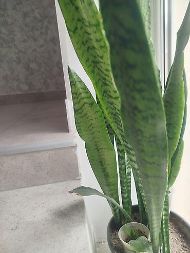 Daxili və balkon yaşıllaşdırılması üçün saksı sukulent/kaktus - şəkil 2