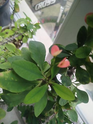 Daxili və balkon yaşıllaşdırılması üçün saksı sukulent/kaktus - şəkil 3