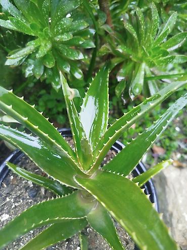 Daxili və balkon yaşıllaşdırılması üçün saksı sukulent/kaktus - şəkil 4