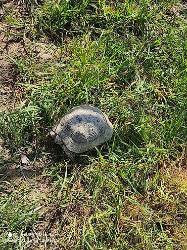 Tısbağa 🐢 Kaplumbağa Satılır quru tısbağası həyata bağ evləri üçün - şəkil 2