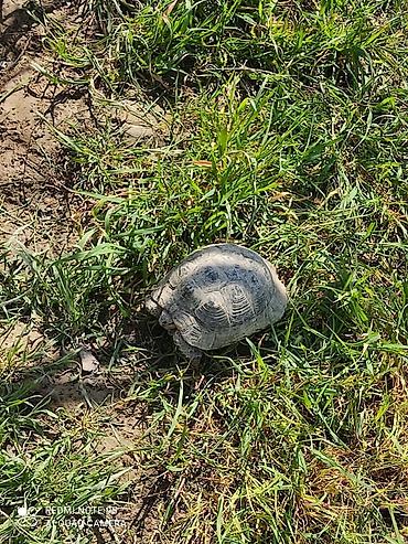 Tısbağa 🐢 Kaplumbağa Satılır quru tısbağası həyata bağ evləri üçün - şəkil 3