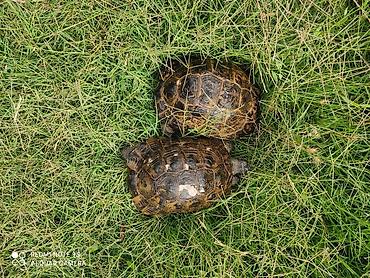 Tısbağa 🐢 Kaplumbağa Satılır quru tısbağası həyata bağ evləri üçün - şəkil 4