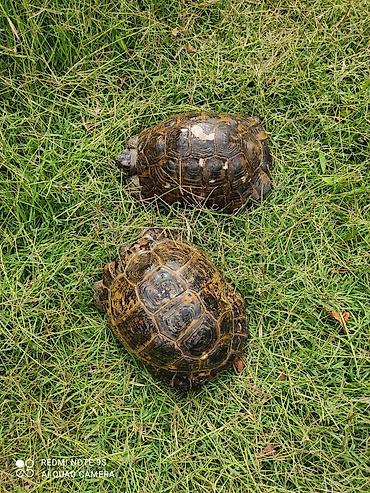 Tısbağa 🐢 Kaplumbağa Satılır quru tısbağası həyata bağ evləri üçün - şəkil 5
