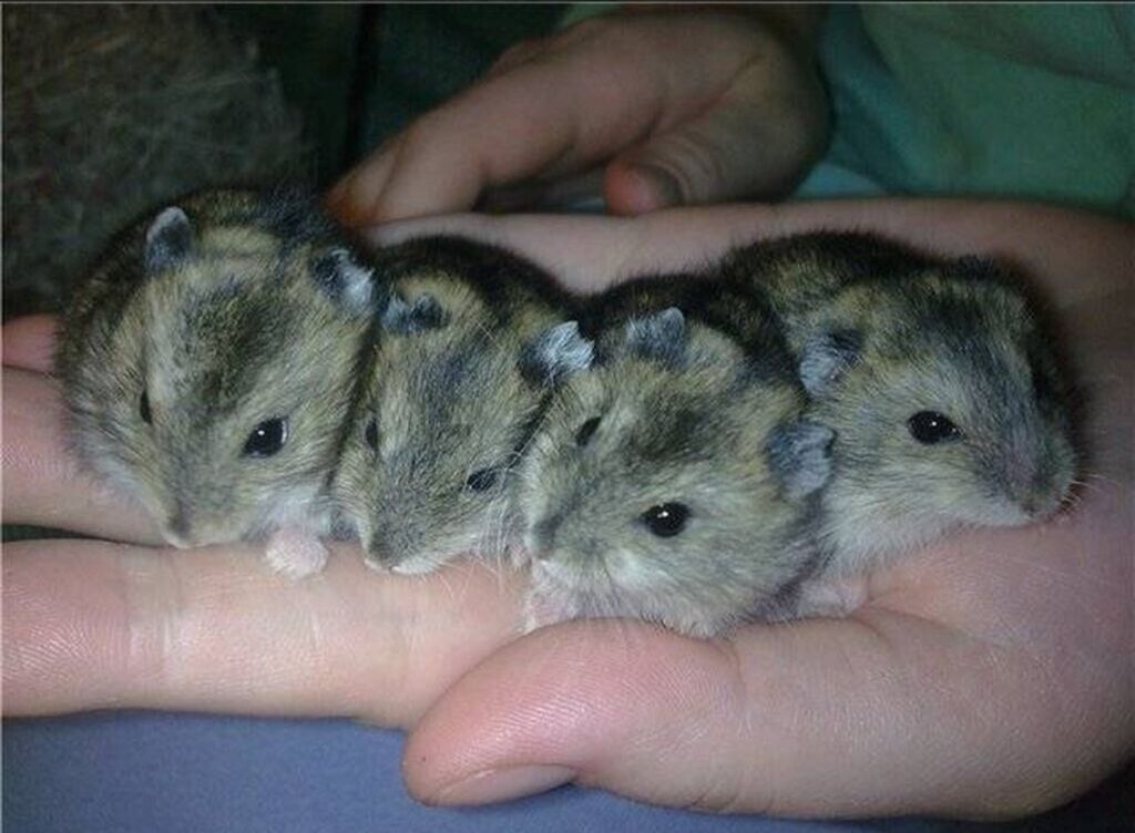 7 dəndi hamsterdən yuvasına kimi verlir telfonlada barter olunur