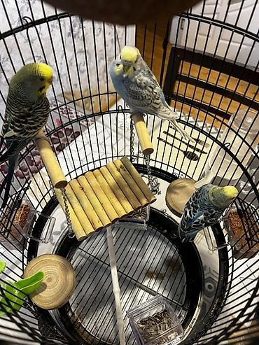 2yumru oyuncaq taxdasi 1kalcuk uzun ayaq altisi 1yeke yellencek 2yem - şəkil 2