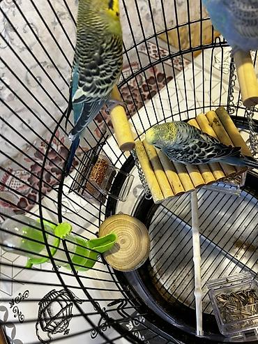 2yumru oyuncaq taxdasi 1kalcuk uzun ayaq altisi 1yeke yellencek 2yem - şəkil 3