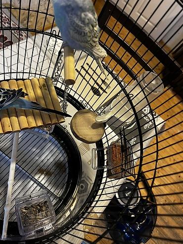 2yumru oyuncaq taxdasi 1kalcuk uzun ayaq altisi 1yeke yellencek 2yem - şəkil 4