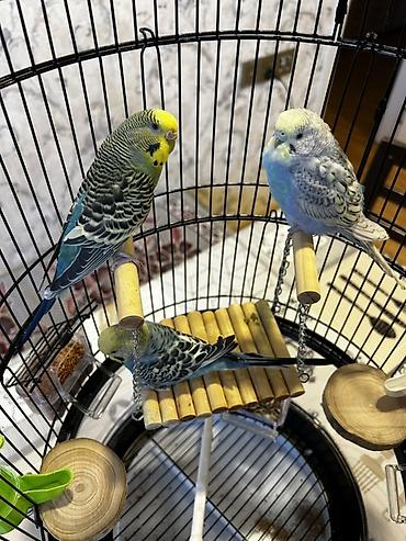 2yumru oyuncaq taxdasi 1kalcuk uzun ayaq altisi 1yeke yellencek 2yem - şəkil 5