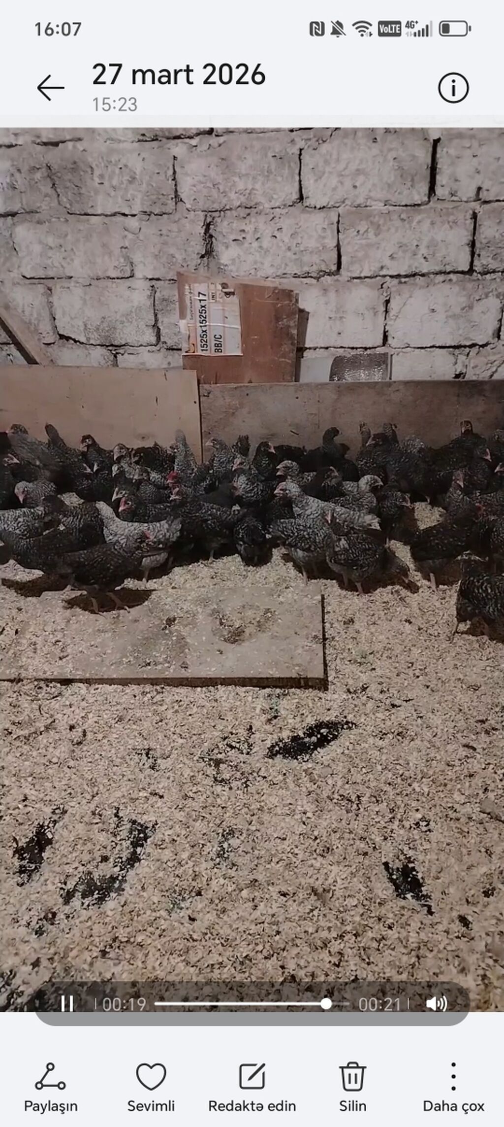 Toyuq cücələri, Damazlıq