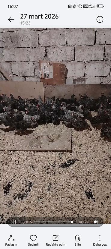 Toyuq cücələri, Damazlıq - şəkil 2