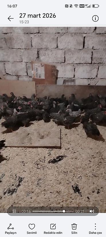 Toyuq cücələri, Damazlıq - şəkil 3