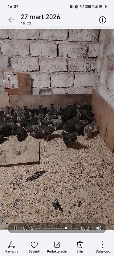 Toyuq cücələri, Damazlıq - şəkil 4