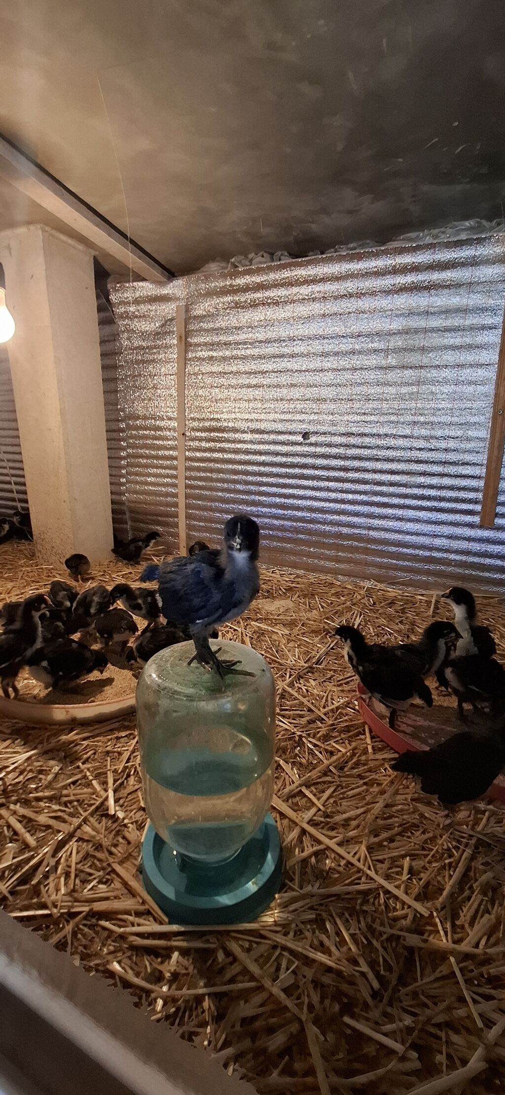 Təmiz qan Alman Astroloq (uzunquyruq) 20 günlük cücələri