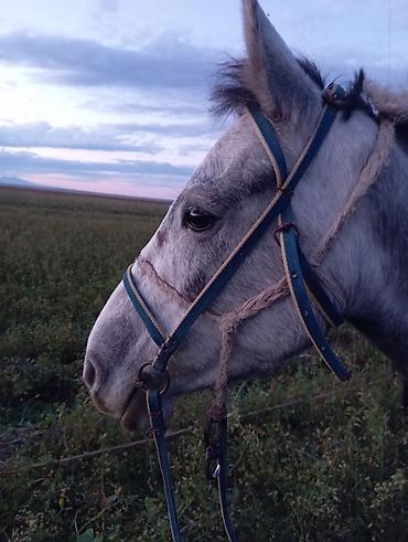 Dişi, il: 3 - şəkil 3