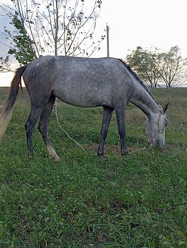 Dişi, il: 3 - şəkil 4