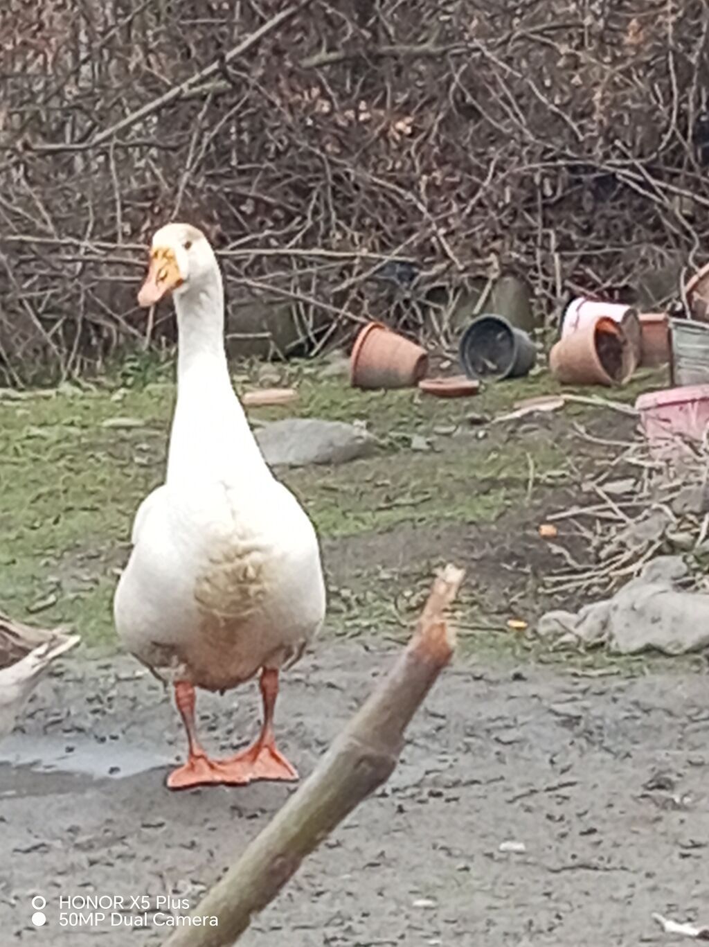Ağ qaz – iri cüssəli, uzun boyunlu, sağlam və aktiv. Narıncı dimdik və