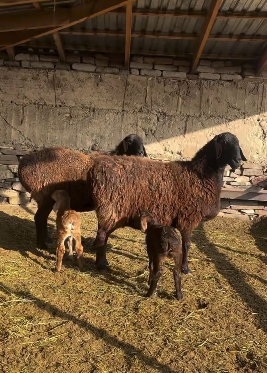 Saxlama üçün damda bəslənən, yerli ətlik istiqamətli qoyunlar –