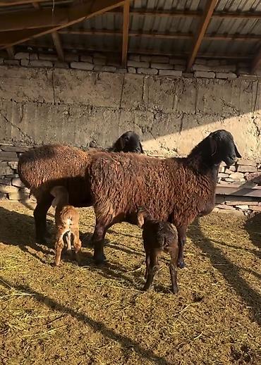 Saxlama üçün damda bəslənən, yerli ətlik istiqamətli qoyunlar – - şəkil 2