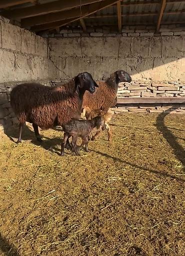 Saxlama üçün damda bəslənən, yerli ətlik istiqamətli qoyunlar – - şəkil 3