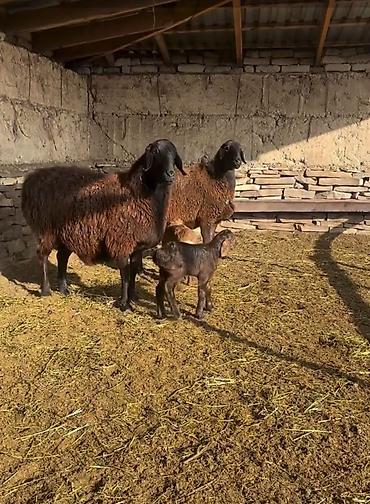 Saxlama üçün damda bəslənən, yerli ətlik istiqamətli qoyunlar – - şəkil 4