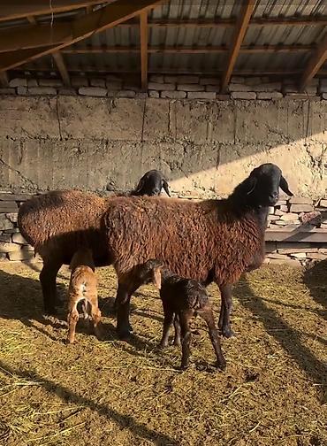 Saxlama üçün damda bəslənən, yerli ətlik istiqamətli qoyunlar – - şəkil 5