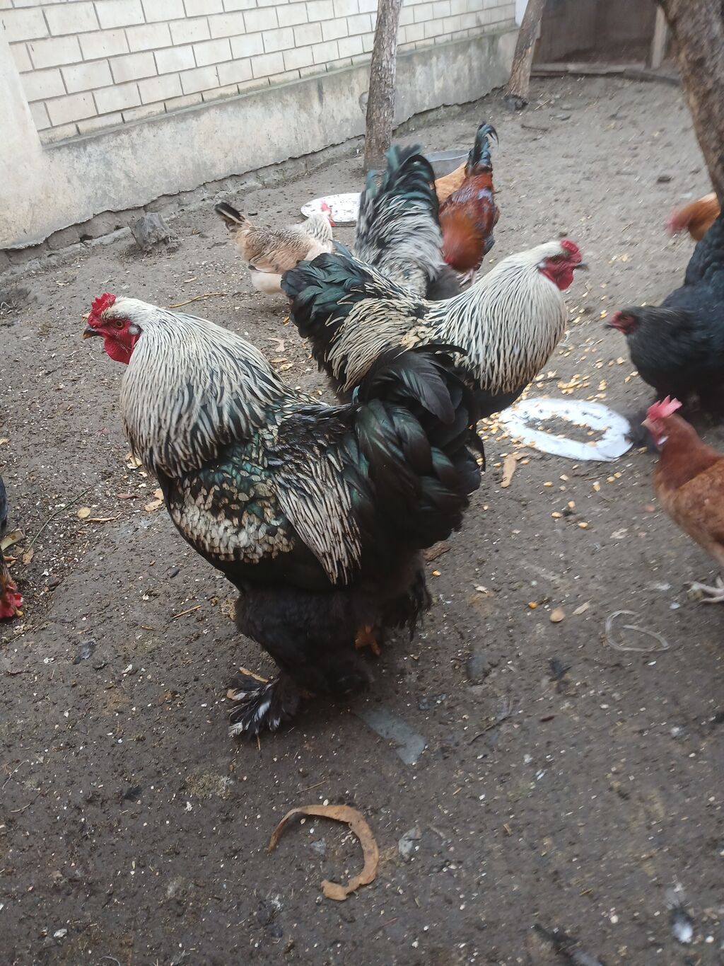 Məhsul: Təmizcins toyuq və xoruzlar (iri yumurtalı-ətlik istiqamət)