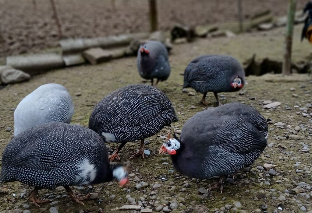 Firəng quşlarının mayalı yumurtası satılır.Bir ədədinin qiyməti 0.80