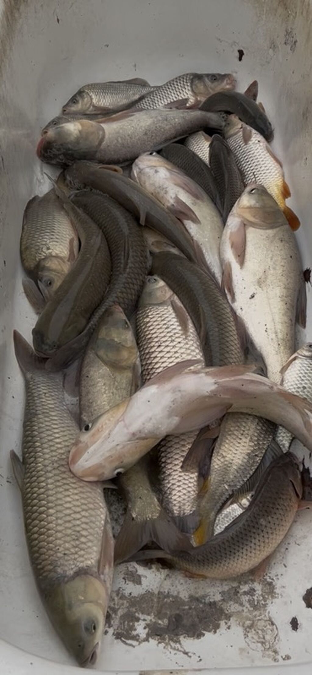 Məhsul: Çay/ göl balıqları qarışığı Tərkibi: - Sazan (qarışıq