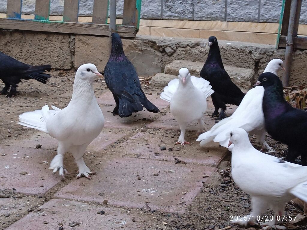 Aq ve qara cox quyruqlar.topdan satiram hamisini