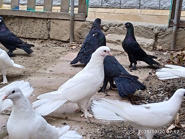 Aq ve qara cox quyruqlar.topdan satiram hamisini - şəkil 4