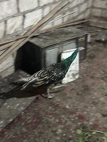 Məhsul: Tovuz quşları qaraqanad ve hindistan Təsvir: Quşlar 8-11 - şəkil 2