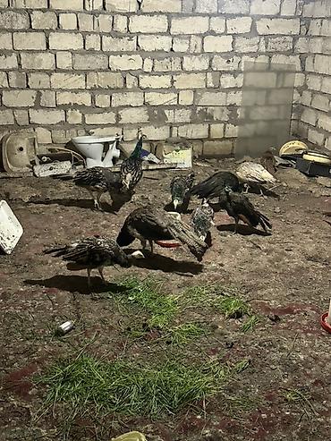 Məhsul: Tovuz quşları qaraqanad ve hindistan Təsvir: Quşlar 8-11 - şəkil 3